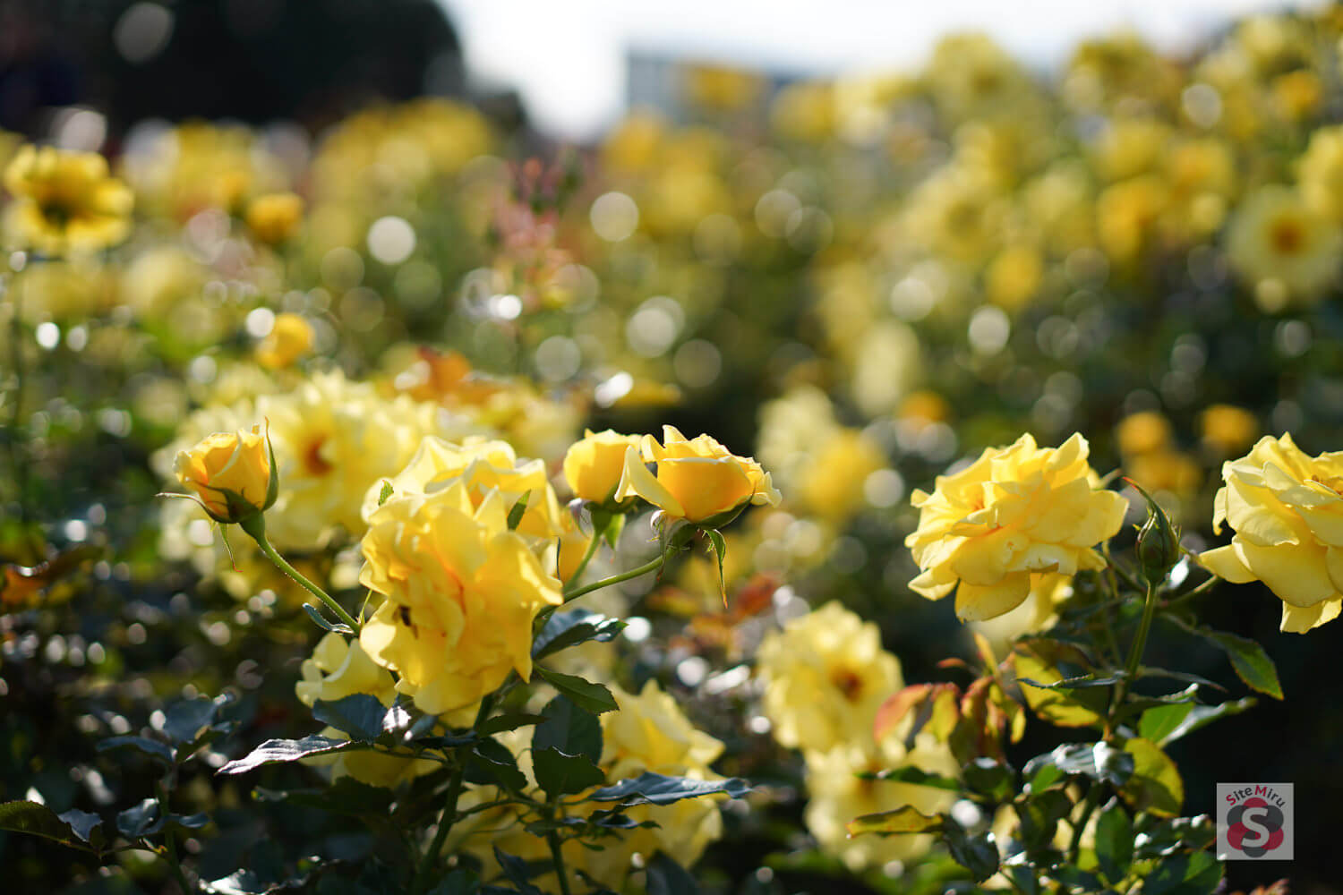 神代植物公園の黄色いバラ